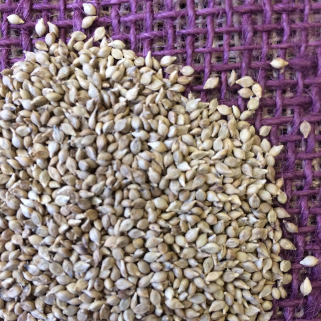 BROWNTOP MILLET Douglass King Seeds